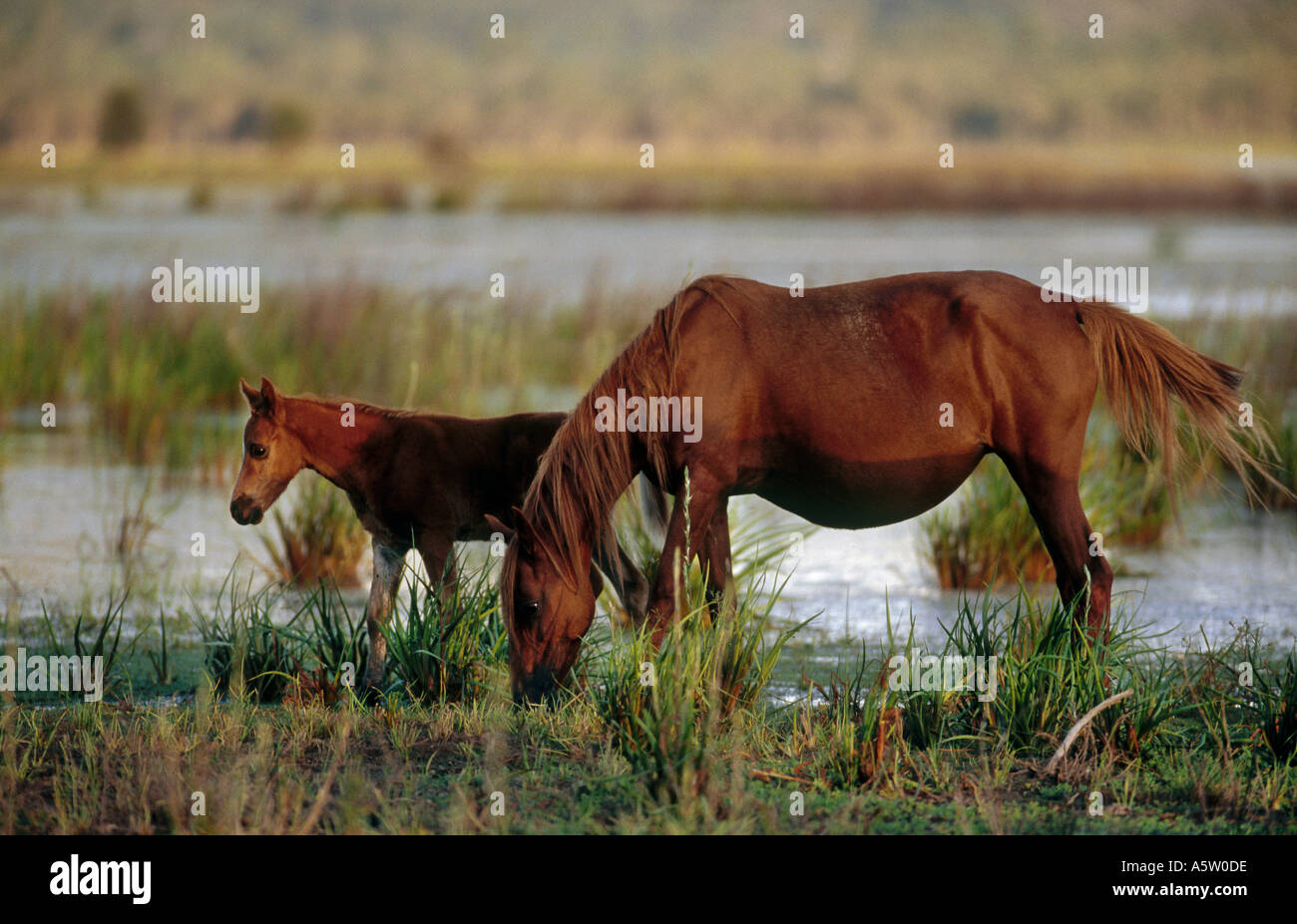 Brumby with foal - standing in water Stock Photo