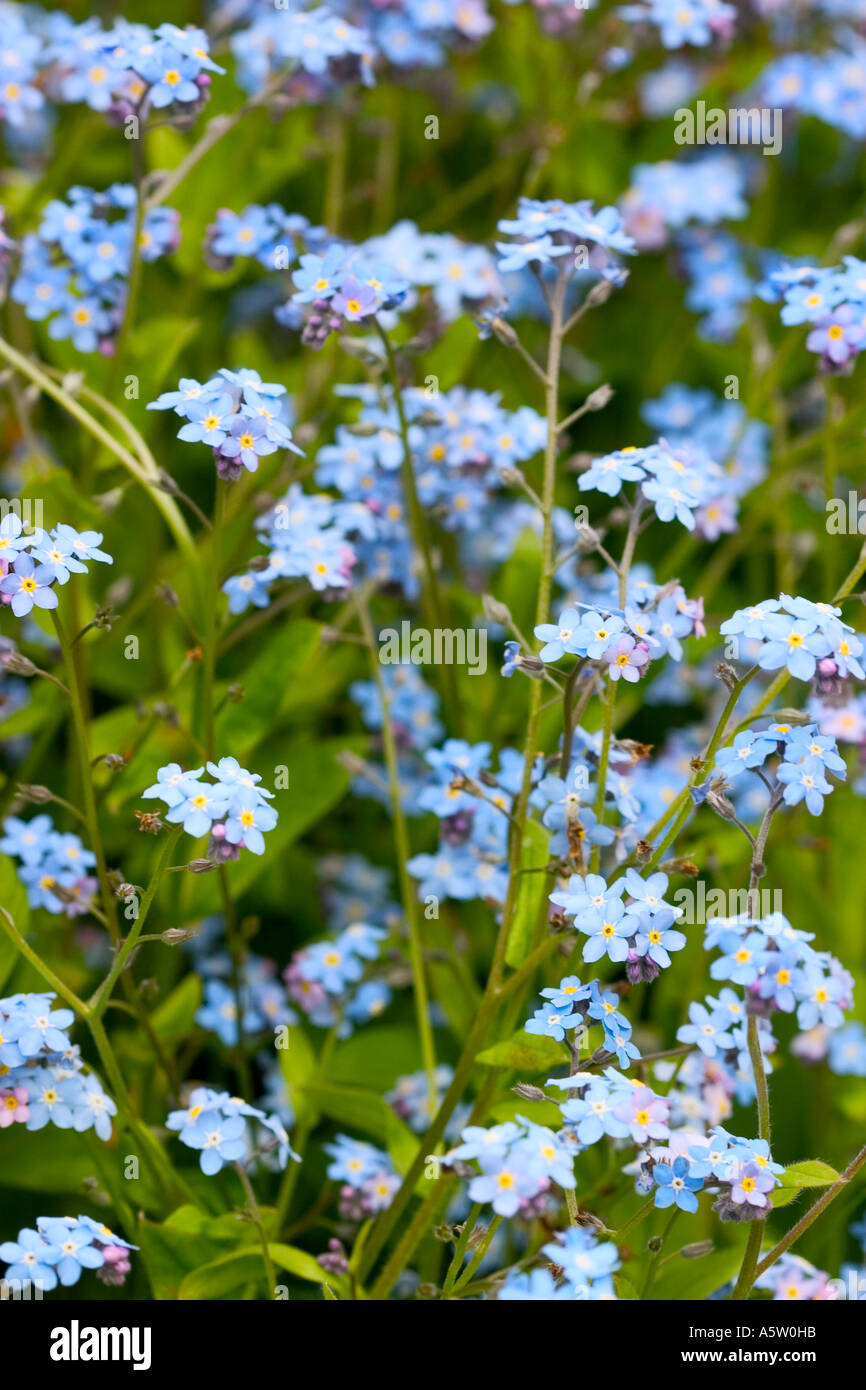 COMMON NAME LATIN NAME myosotislaxa ssp caespitosa