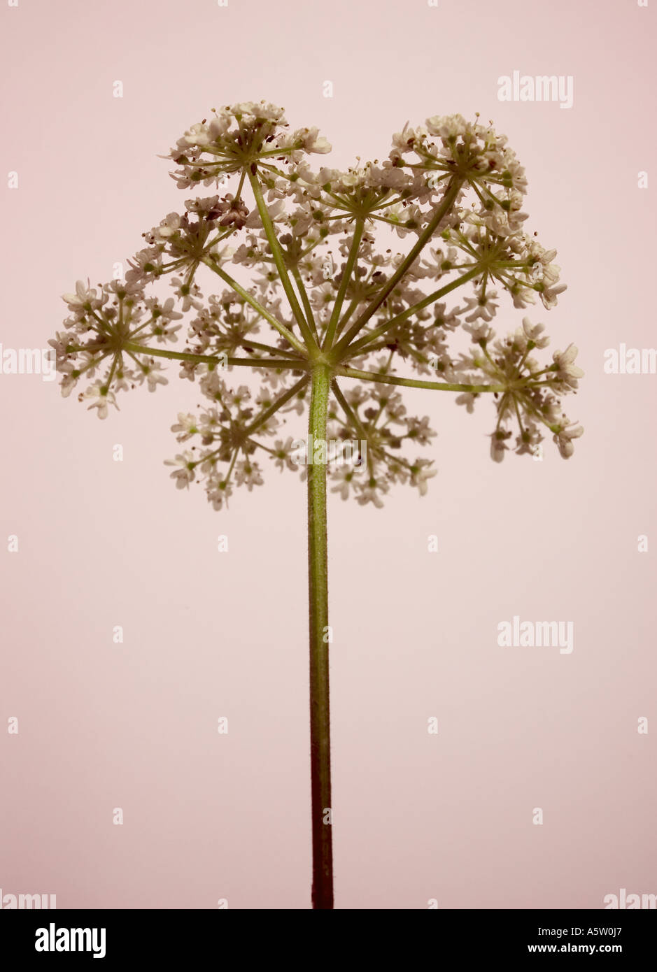 COMMON NAME: Cow parsley LATIN NAME: Anthriscus Sylvestris Stock Photo