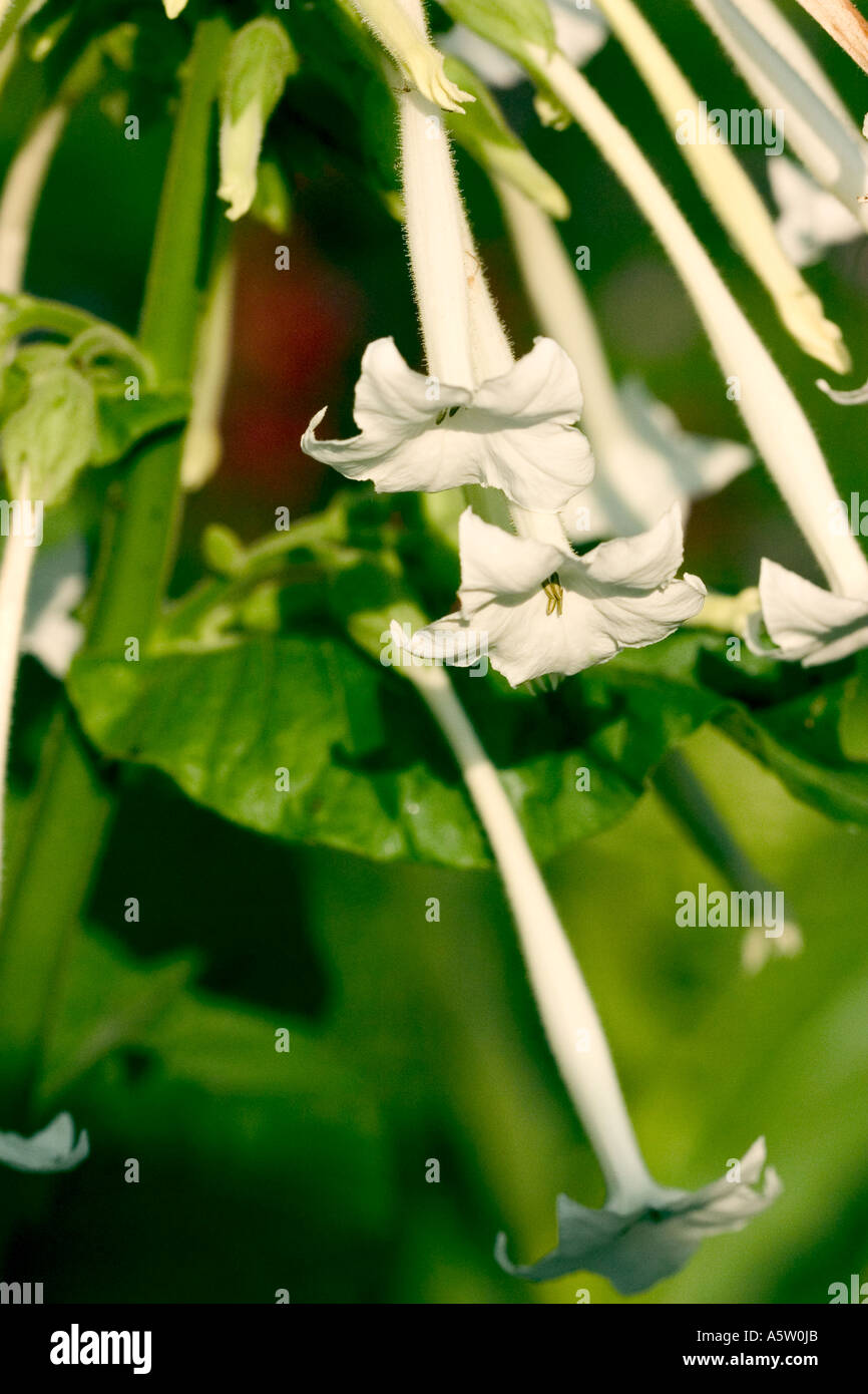 tobacco in latin COMMON NAME: Tobacco plant LATIN NAME: Nicotania sylvestris Stock Photo