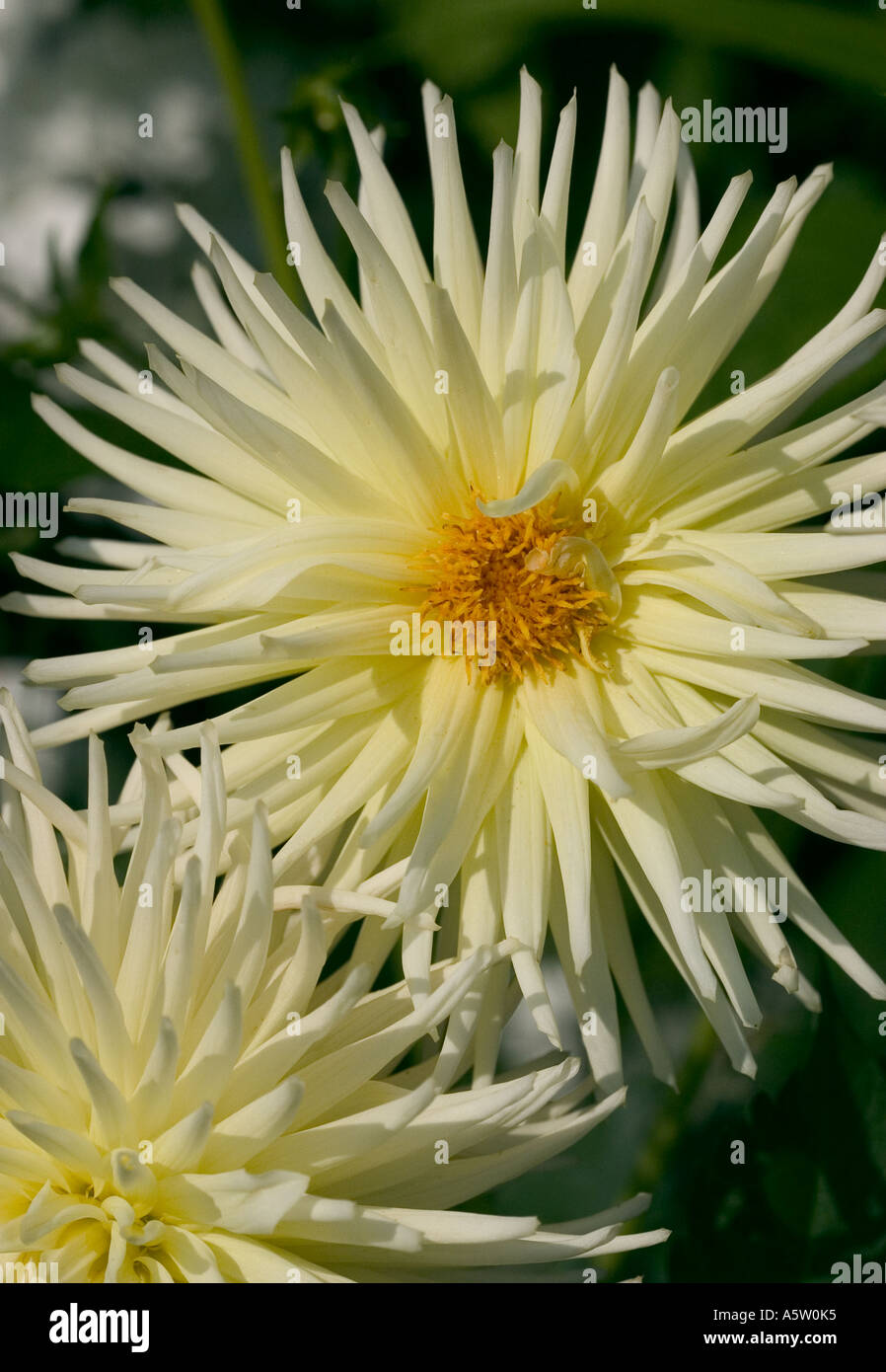 Spiky dahlia dahlias hi-res stock photography and images - Alamy