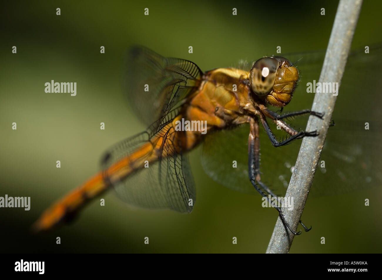 Dragonfly Stock Photo