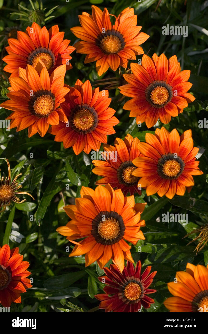 Natural environment shot of Gazania Stock Photo