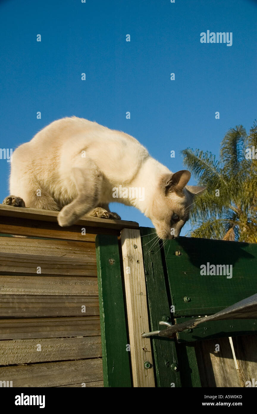 The Cat Stock Photo