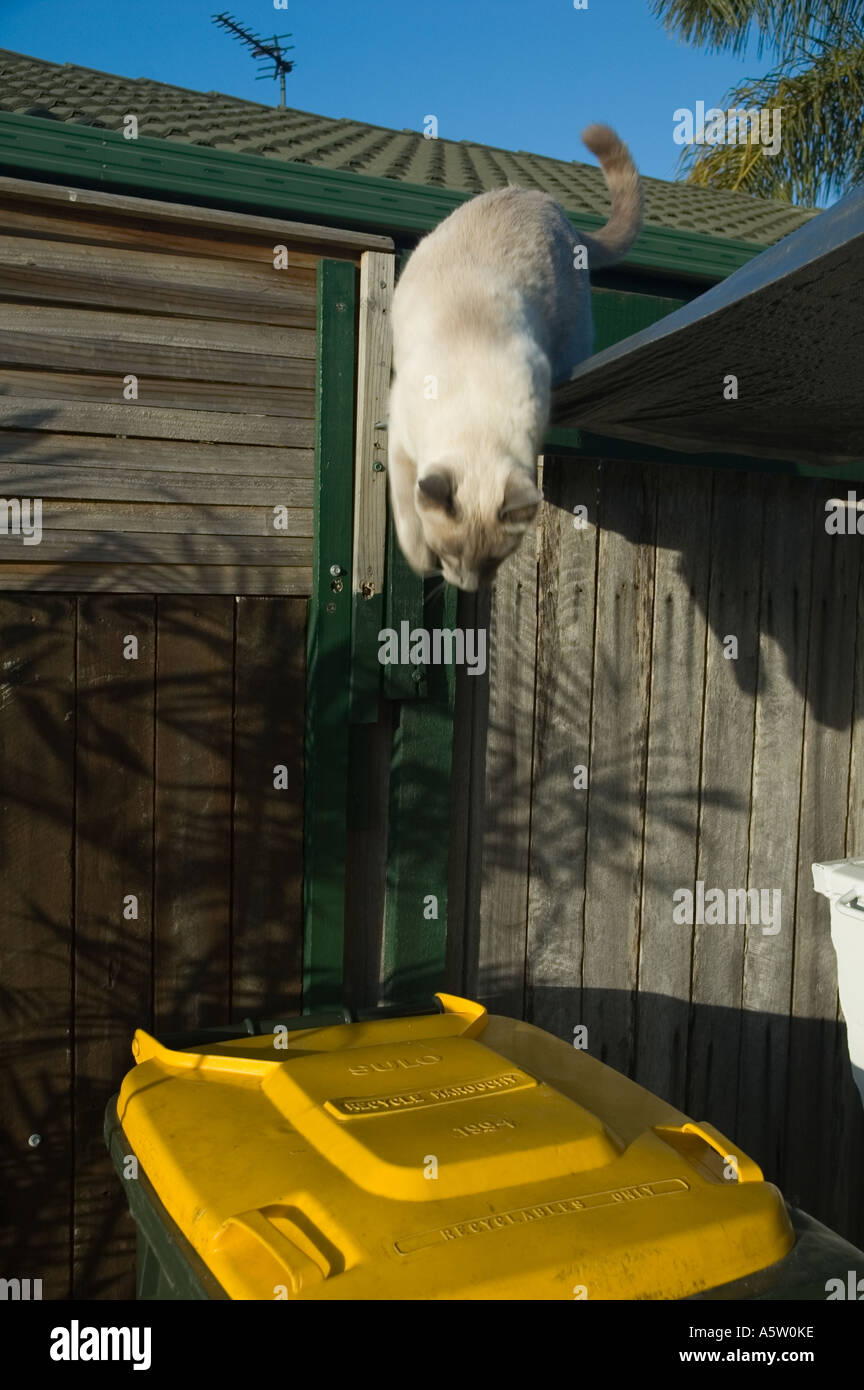 The Cat Stock Photo
