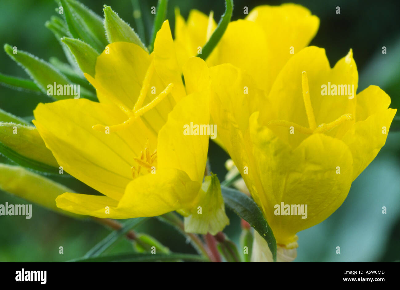 Oenothera 'African Sun'. Evening primrose, Sundrops. Stock Photo