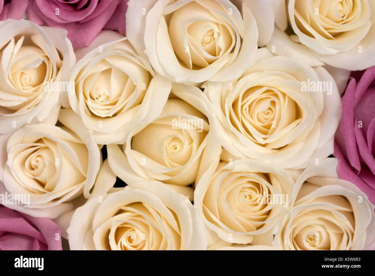 Full frame shot of beutiful roses. Stock Photo