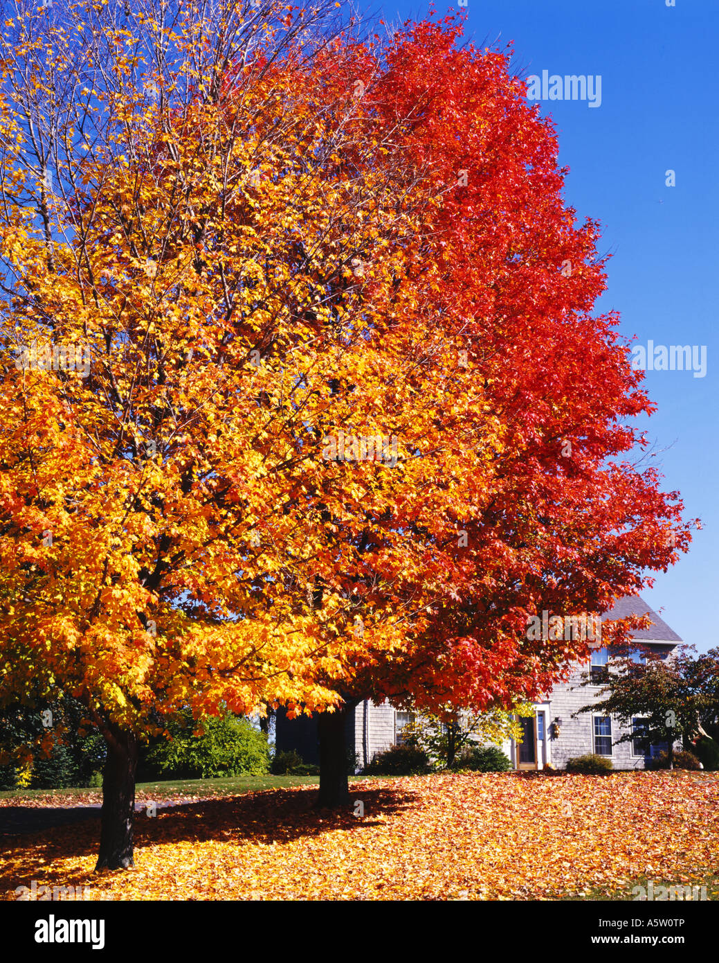 brightly coloured trees with autumn leaves concord massachusetts usa