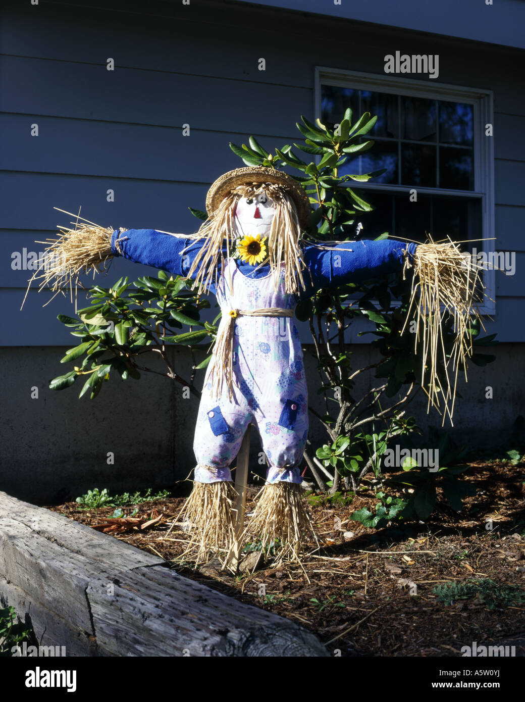 Scarecrow made of straw standing in a front garden in preparation for halloween,Martha's Vineyard,Massachusetts,U.S.A. Stock Photo