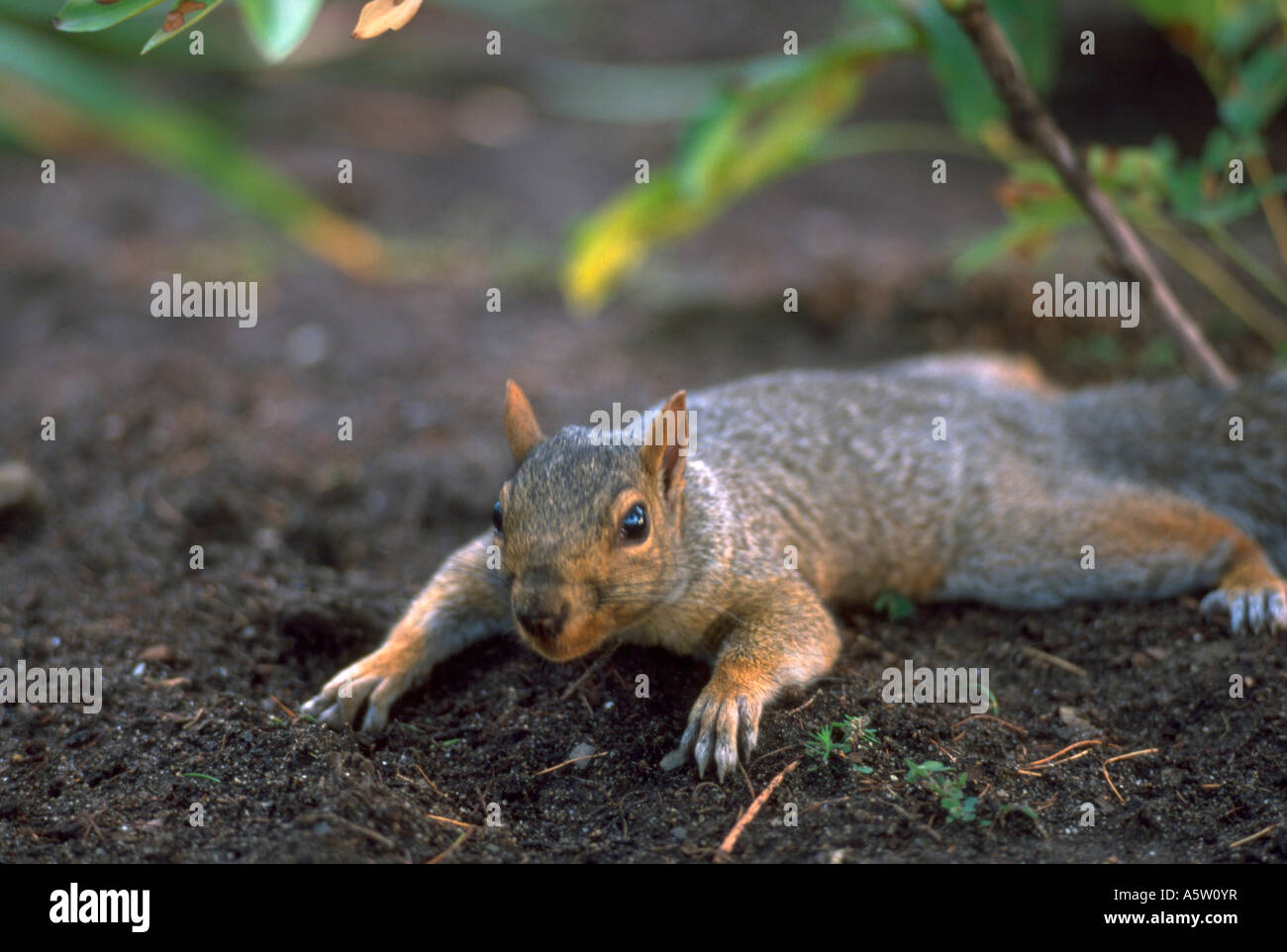 Squirrel digging hires stock photography and images Alamy