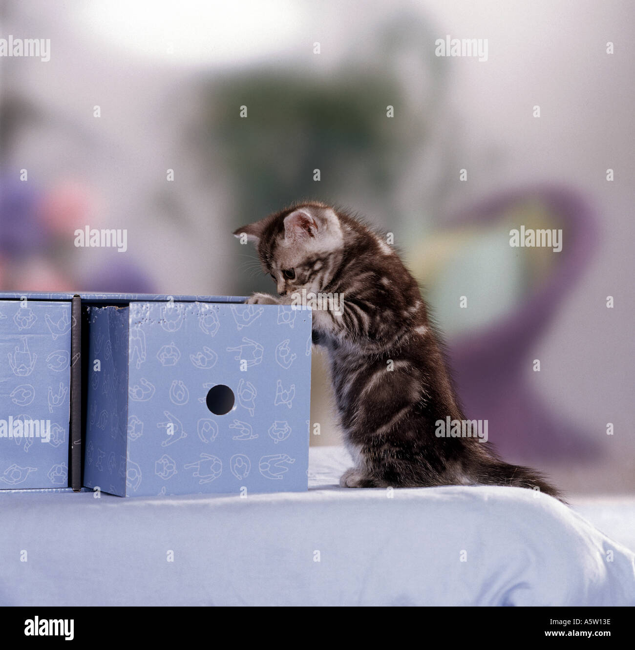British shorthair cat - kitten five weeks at box Stock Photo