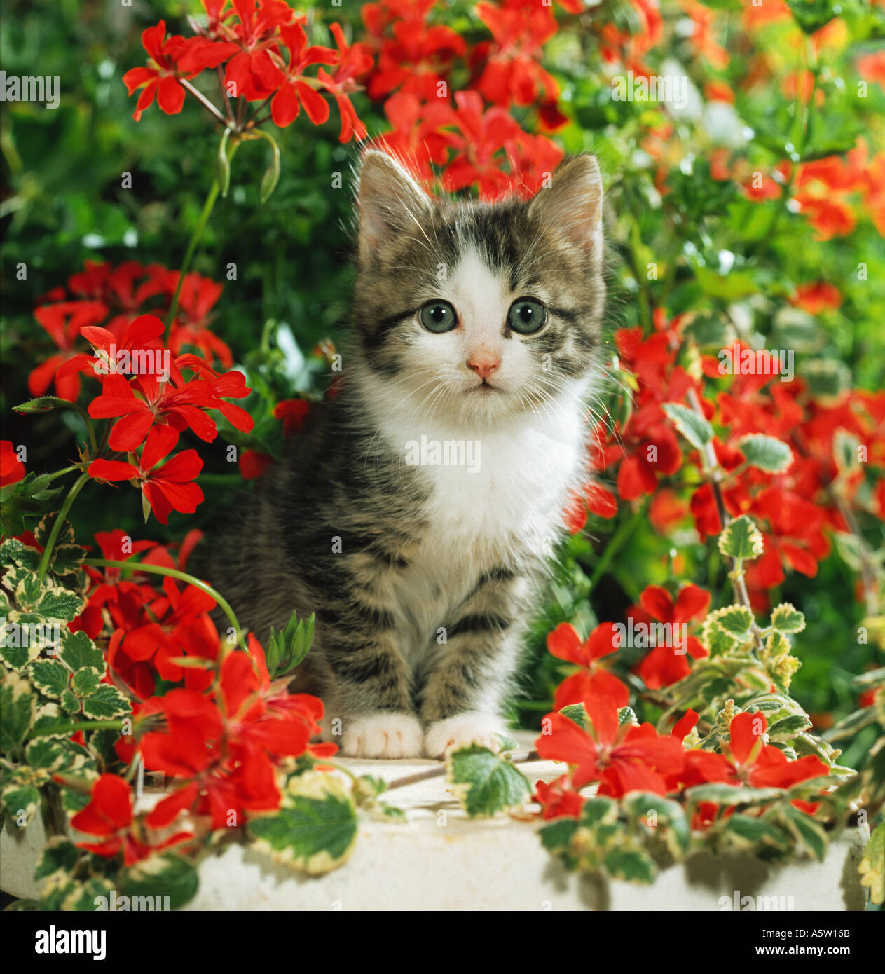 domestic cat kitten between flowers Stock Photo Alamy