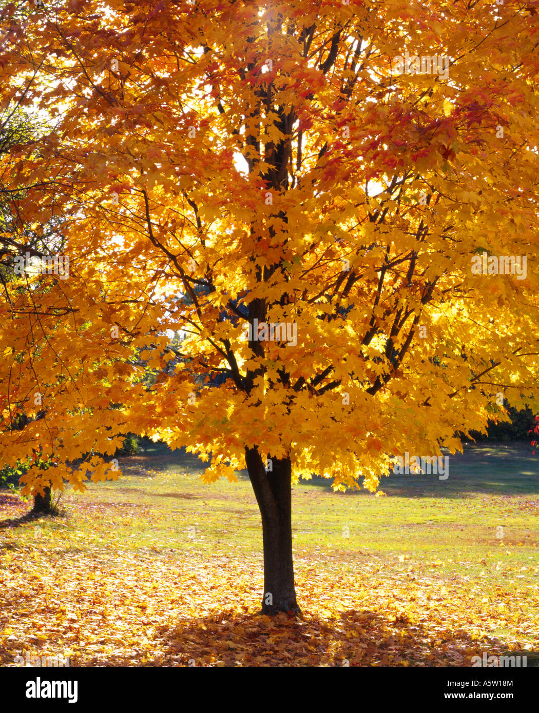 brightly coloured trees with autumn leaves concord massachusetts usa