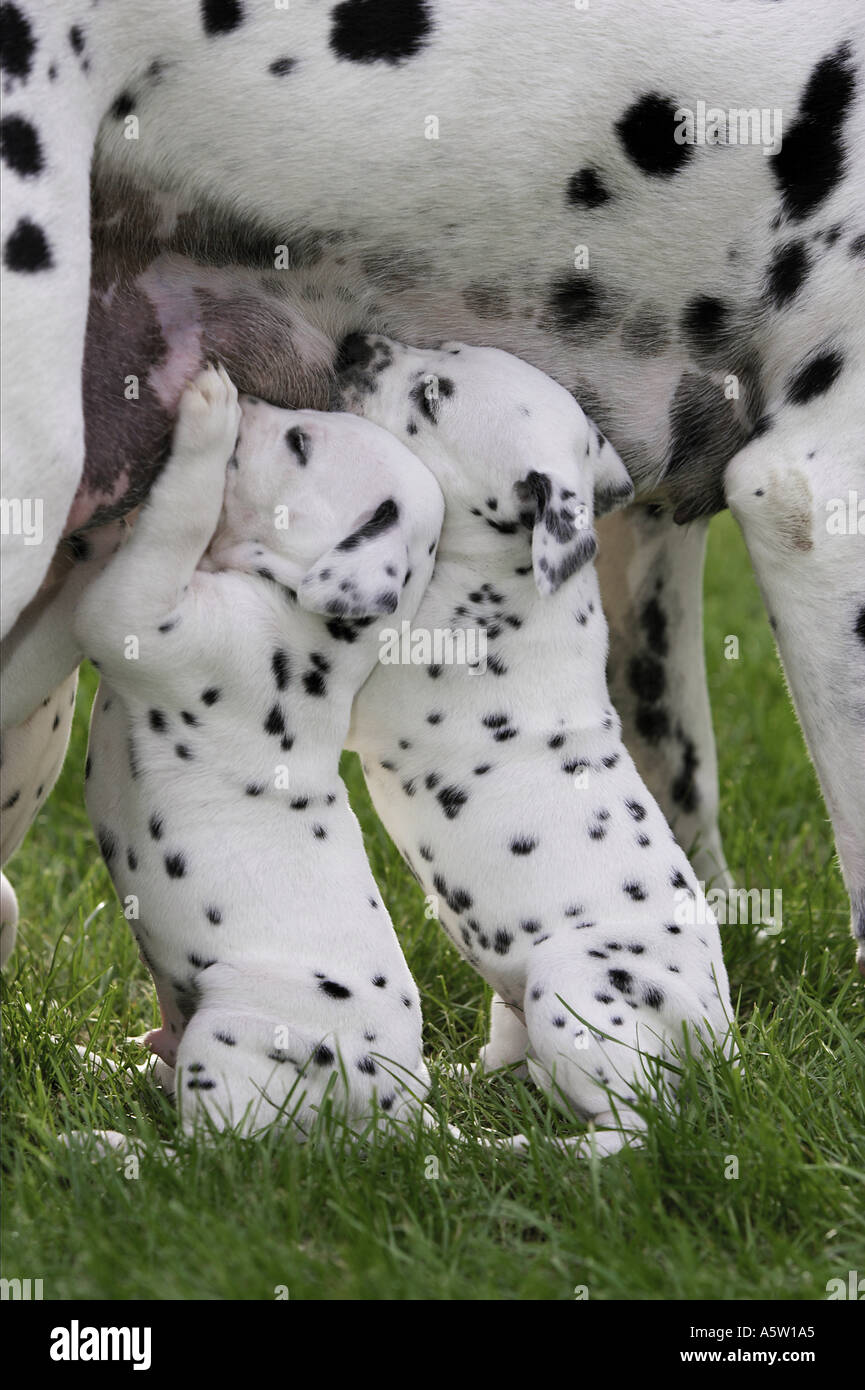 Dalmatian dog suckling puppies on meadow Stock Photo