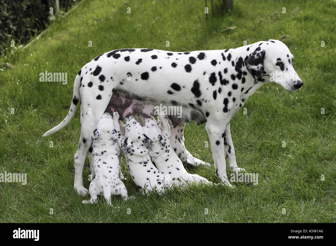 Dalmatian dog suckling puppies on meadow Stock Photo