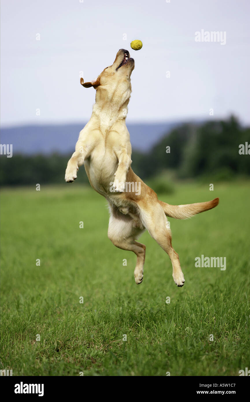 Labrador Retriever jumping with ball Stock Photo 2118086 Alamy