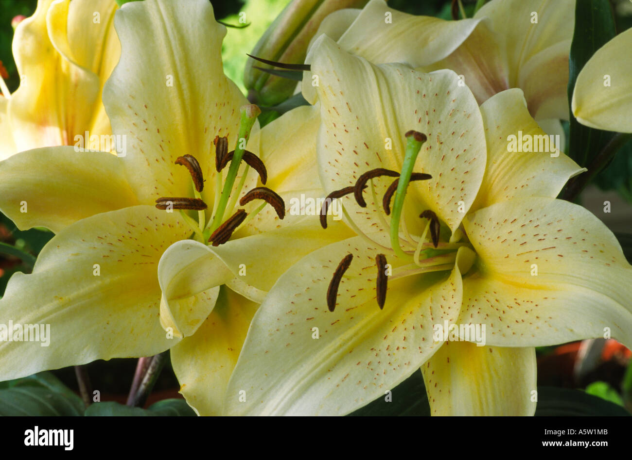 Lilium 'Sunrise 2000'.  Oriental Lily. Stock Photo