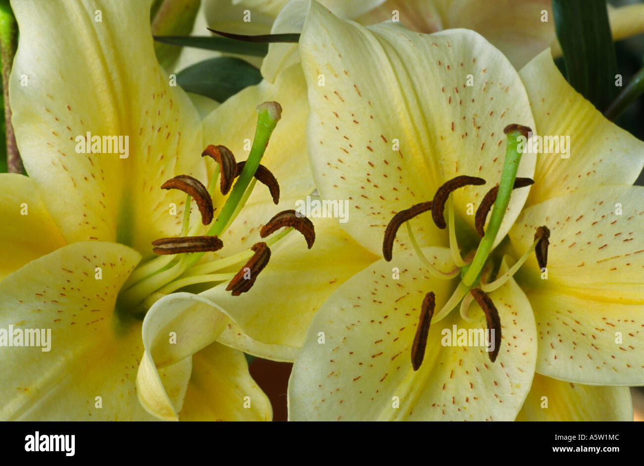 Lilium 'Sunrise 2000'.  Oriental Lily. Stock Photo