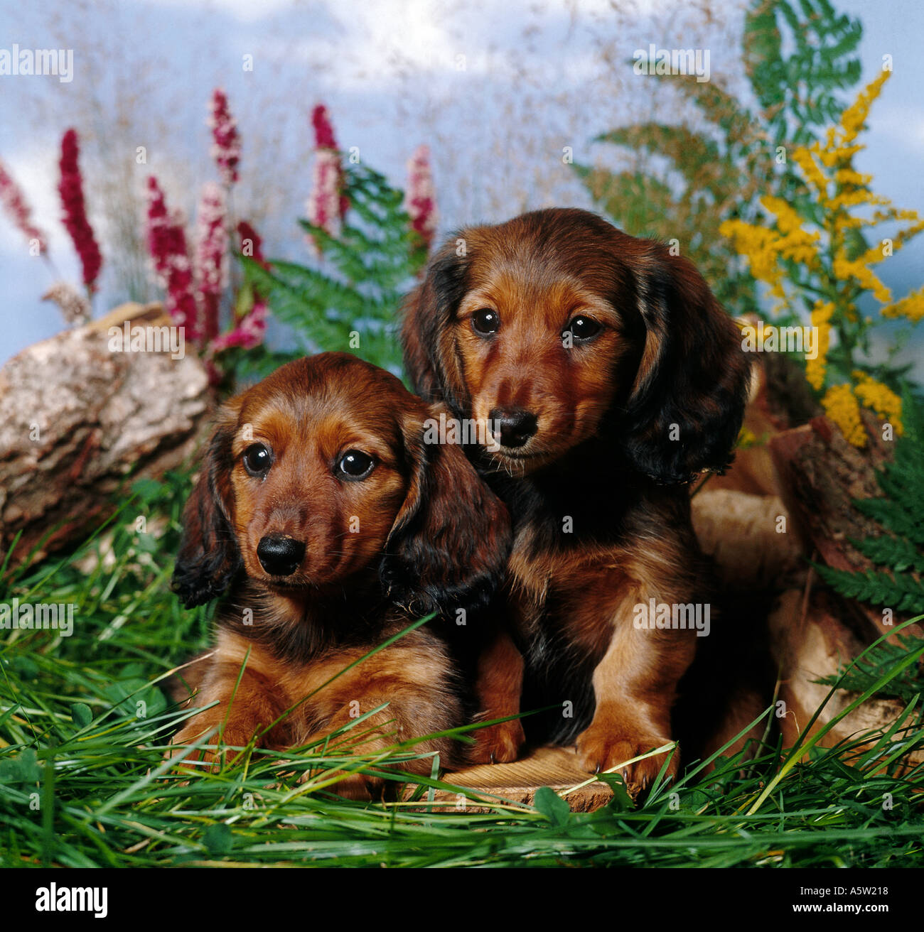 two long-haired dachshund puppies - sitting in grass Stock Photo - Alamy