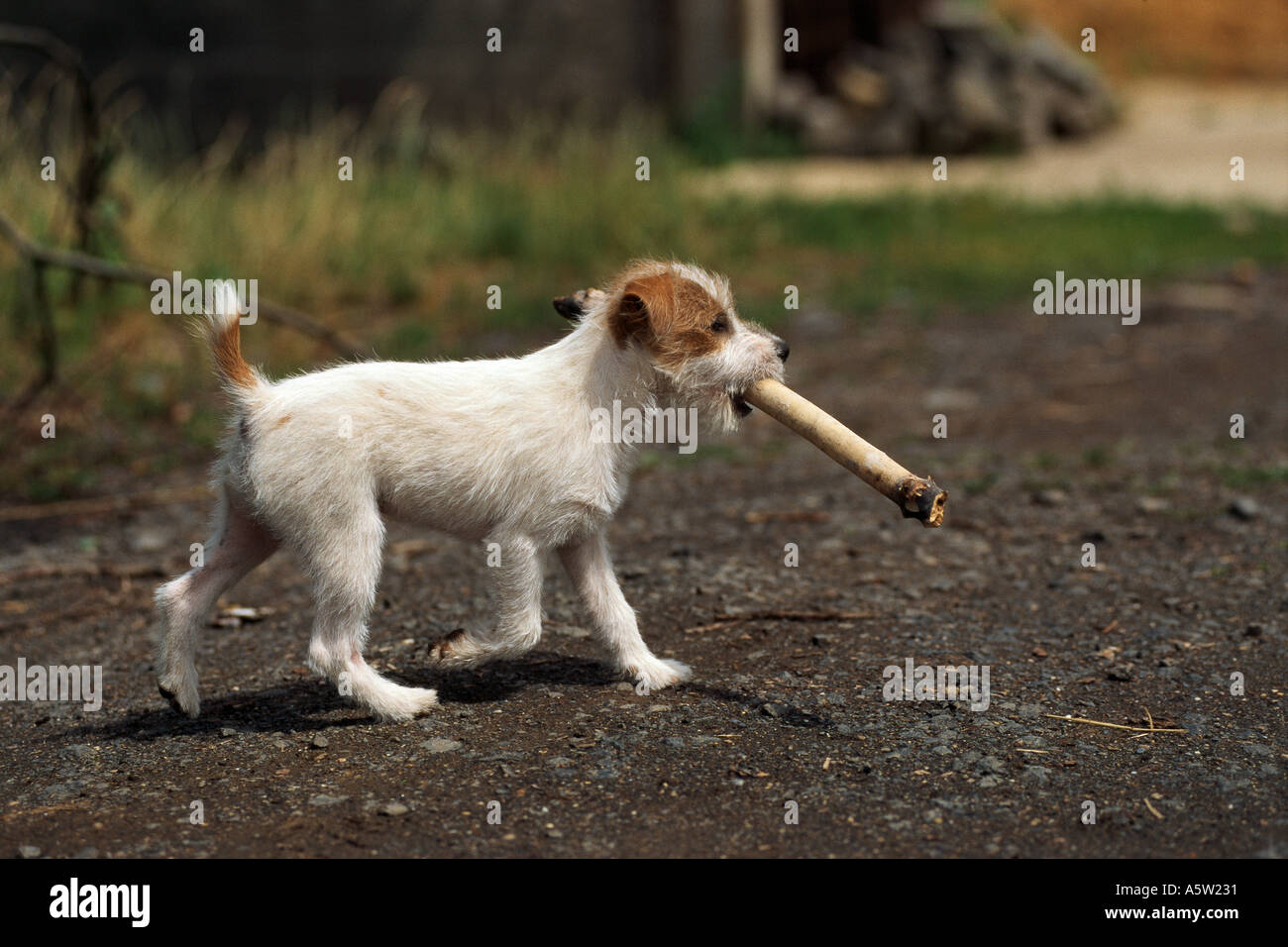 dog muzzle for jack russell