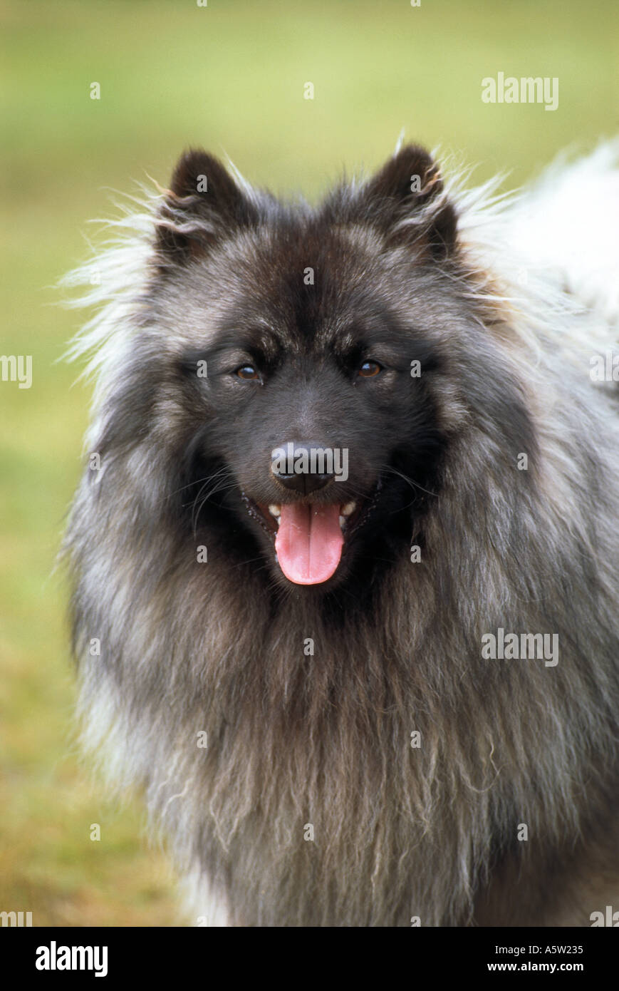 Keeshond - portrait Stock Photo