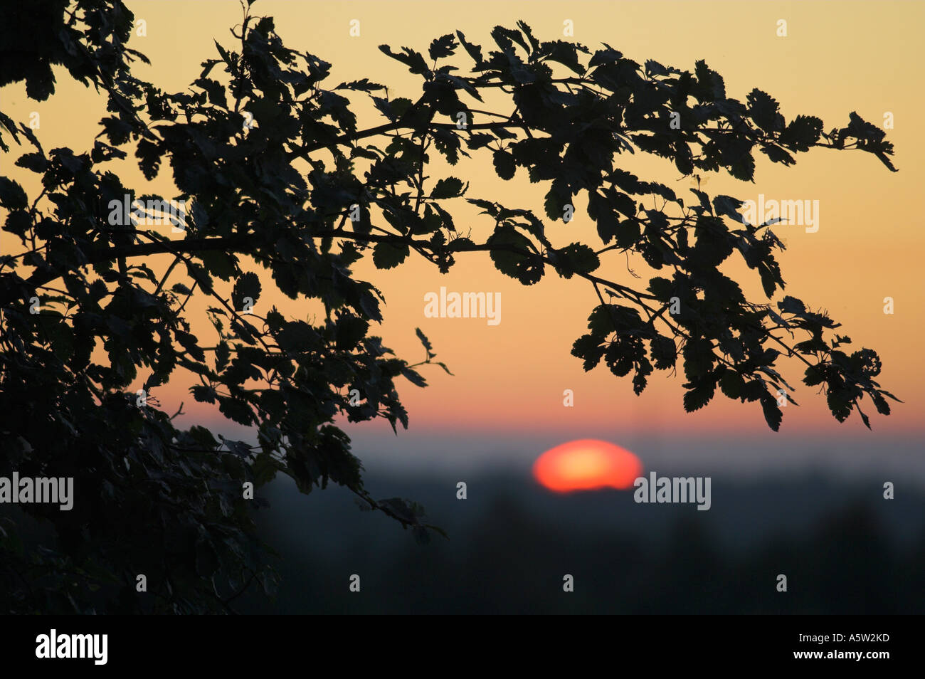 Silhouette of tree branch Stock Photo