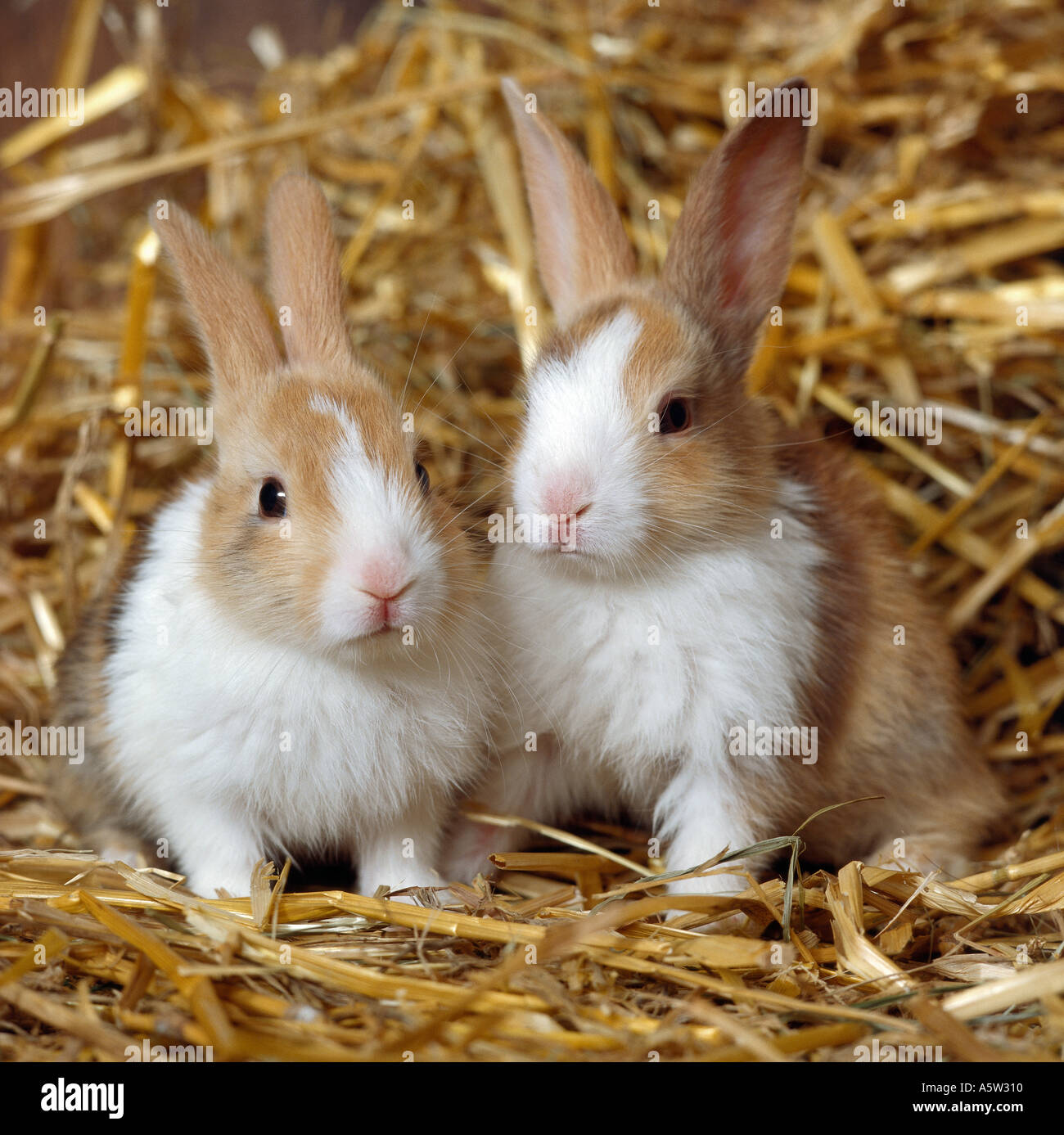 Dwarf rabbits hires stock photography and images Alamy
