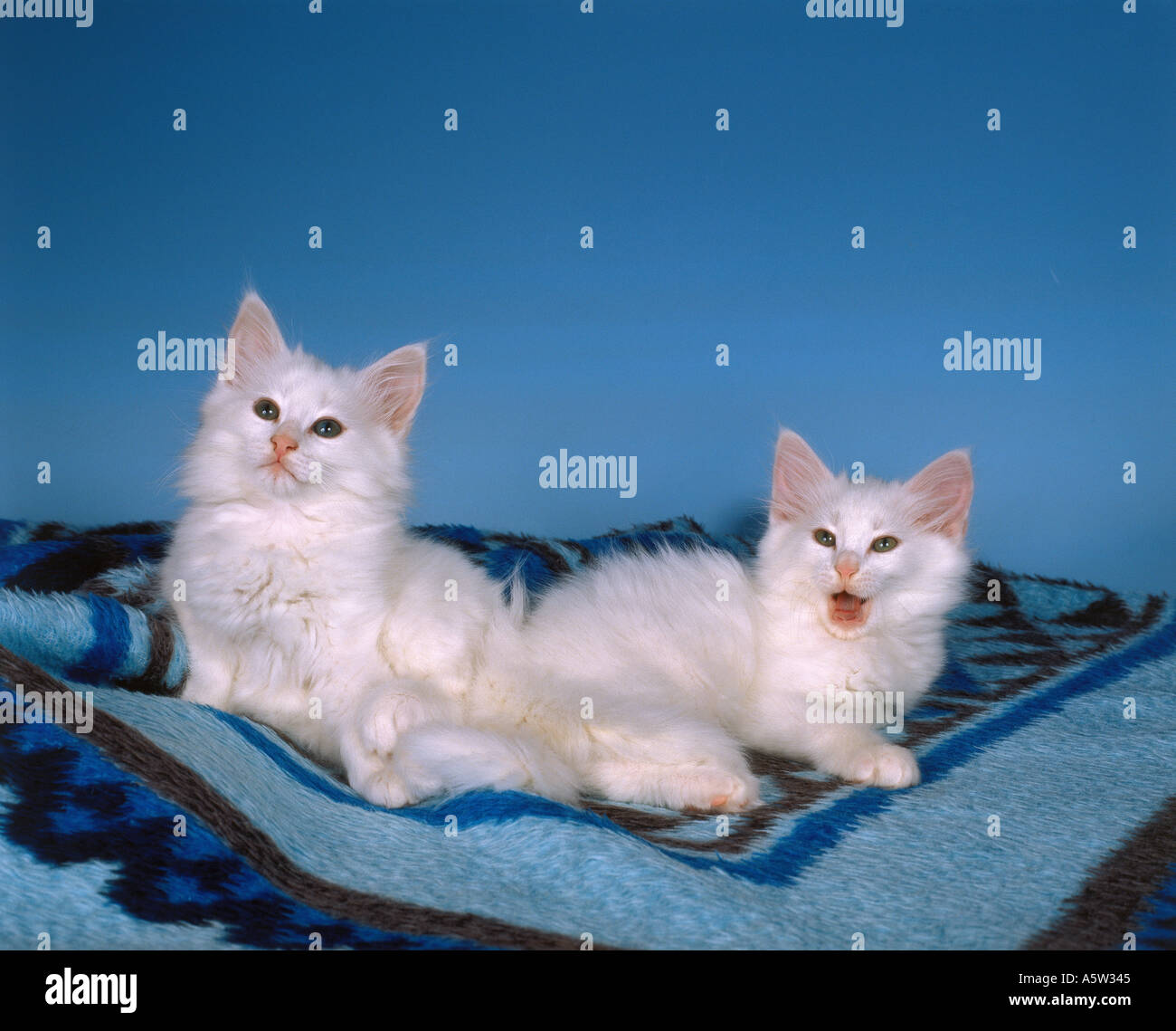 two young Norwegian forest cats - on blanket Stock Photo