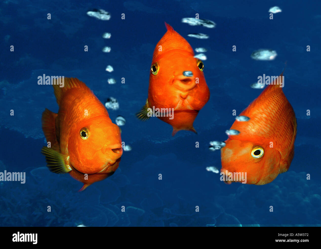 three fishes Stock Photo 2118513 Alamy