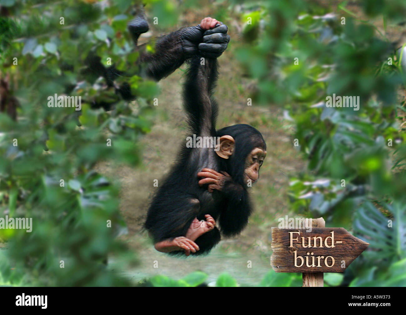 young chimpanzee - lost property office Stock Photo