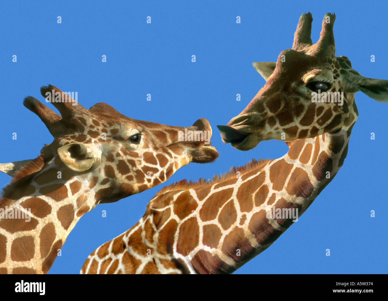 Giraffe Kissing Baby Giraffe
