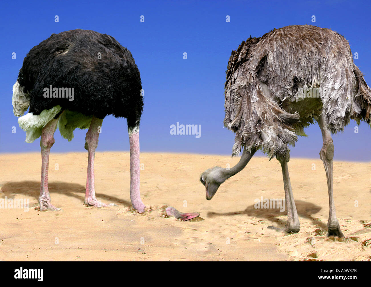 Ostrich (Struthio camelus). Couple, male with head in sand. Never seen behaviour, digital composing Stock Photo