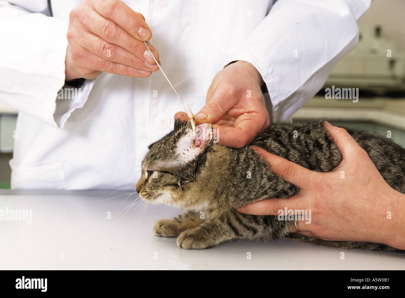 Cat Cleaning Ears Stock Photos & Cat Cleaning Ears Stock Images - Alamy