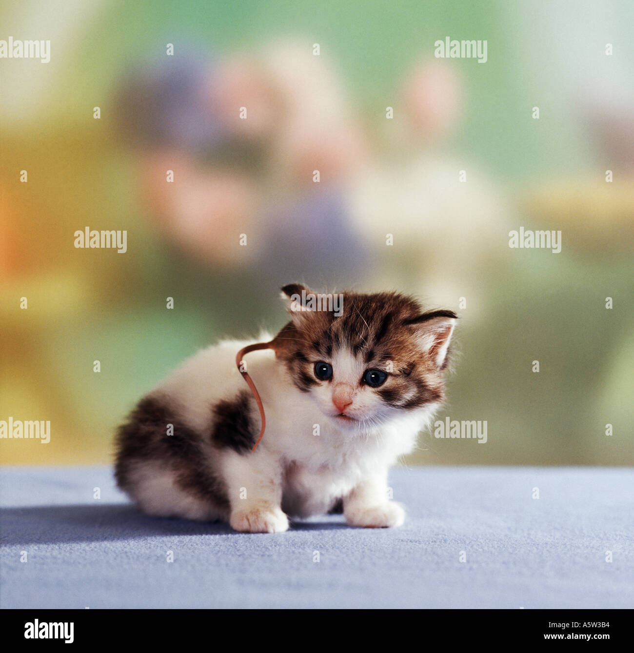 animal friendship : mouse on domestic cat kitten Stock Photo