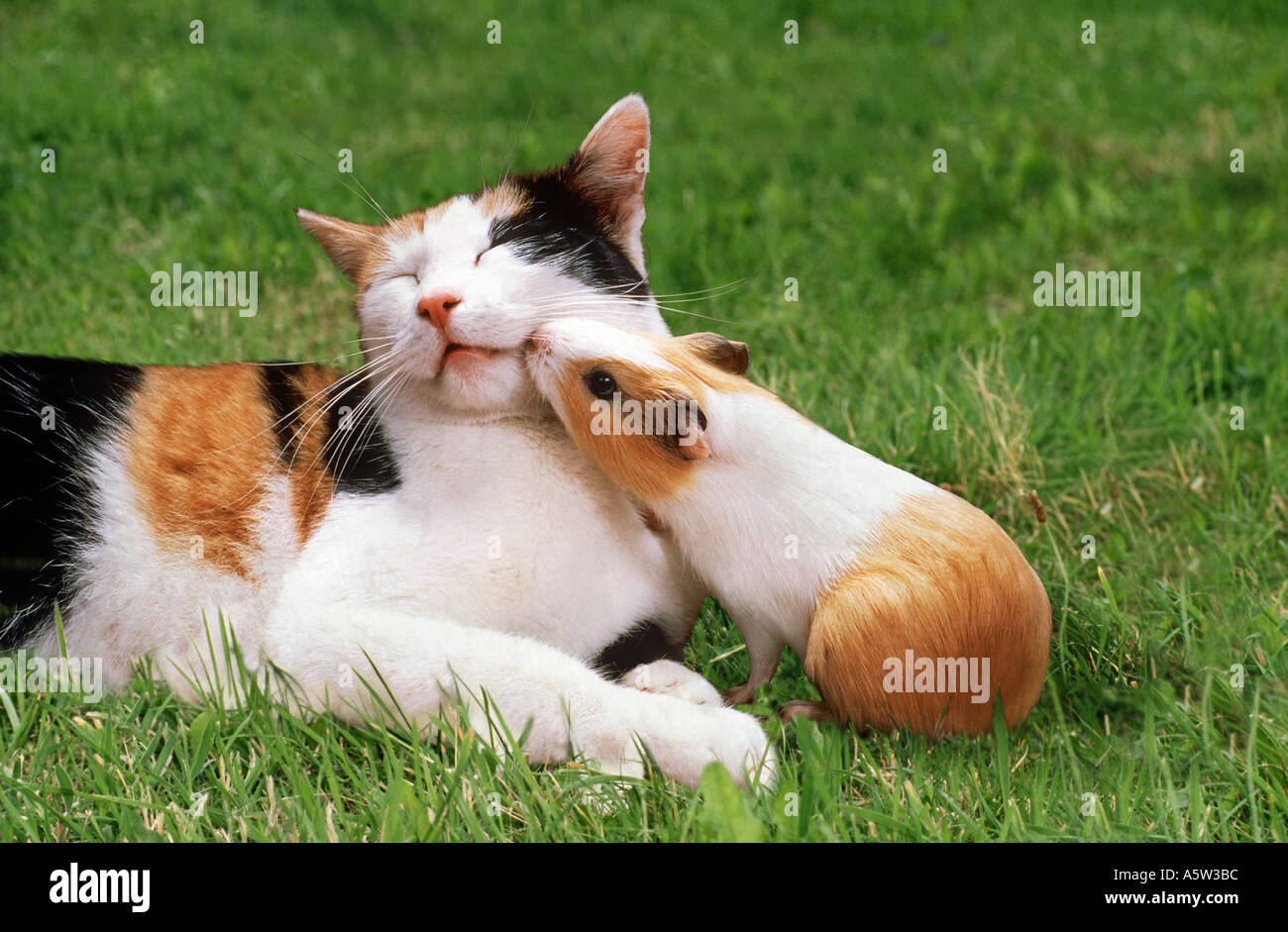 Animal friendship: Guinea pig smoothing with domestic cat Stock Photo