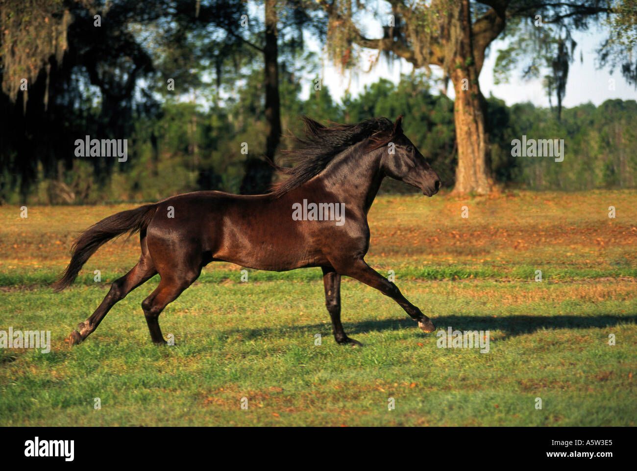 Paso Fino Horse on meadow Stock Photo