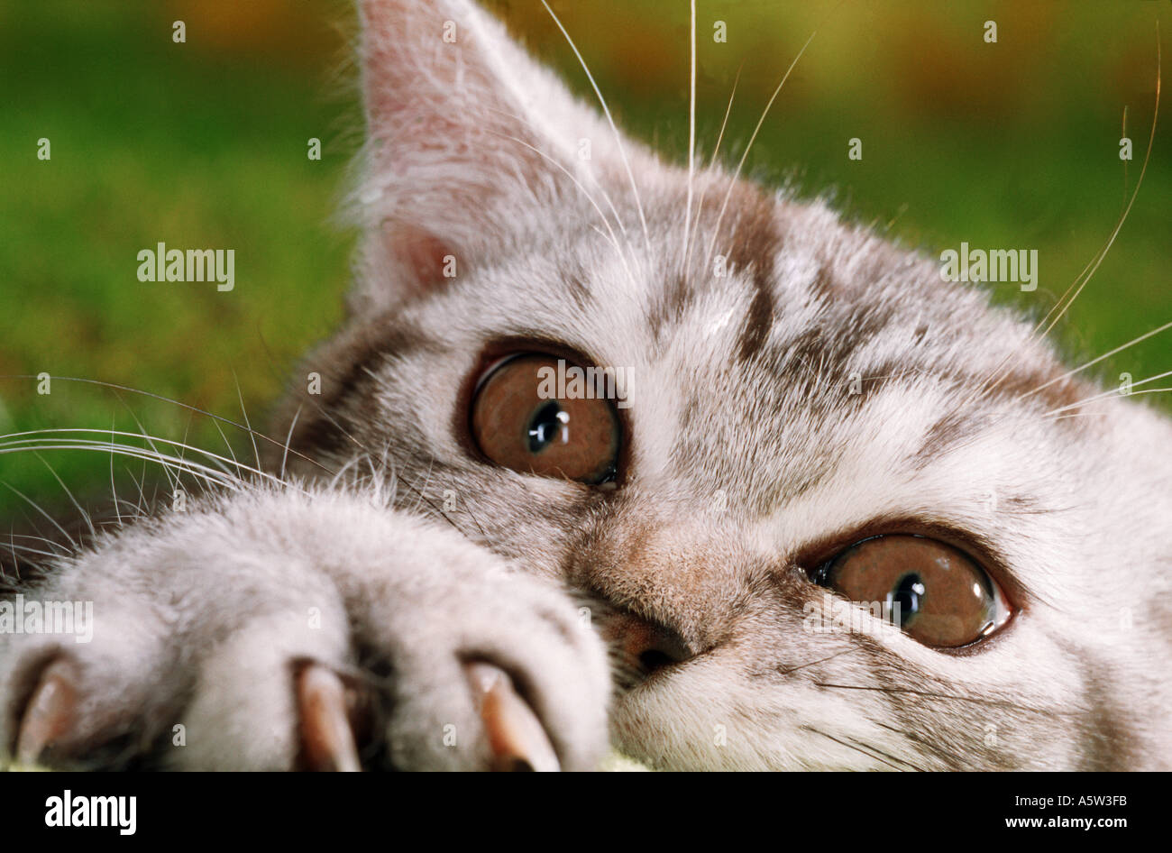 british shorthair 12 weeks