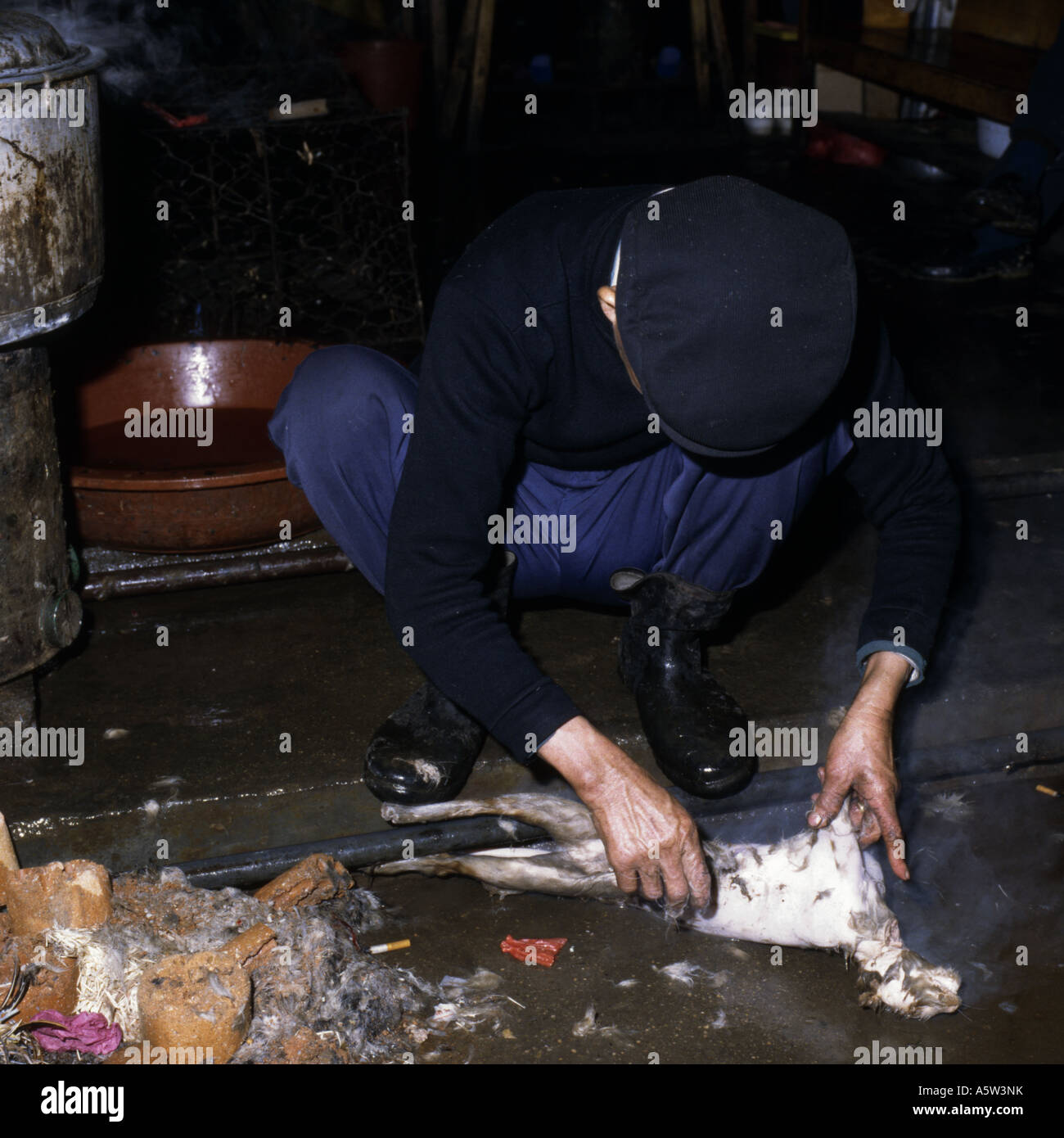 Local man removes last of fur from cat after killing and boiling,ordered by customer for food,Yangshuo,Guangxi Province,China. Stock Photo