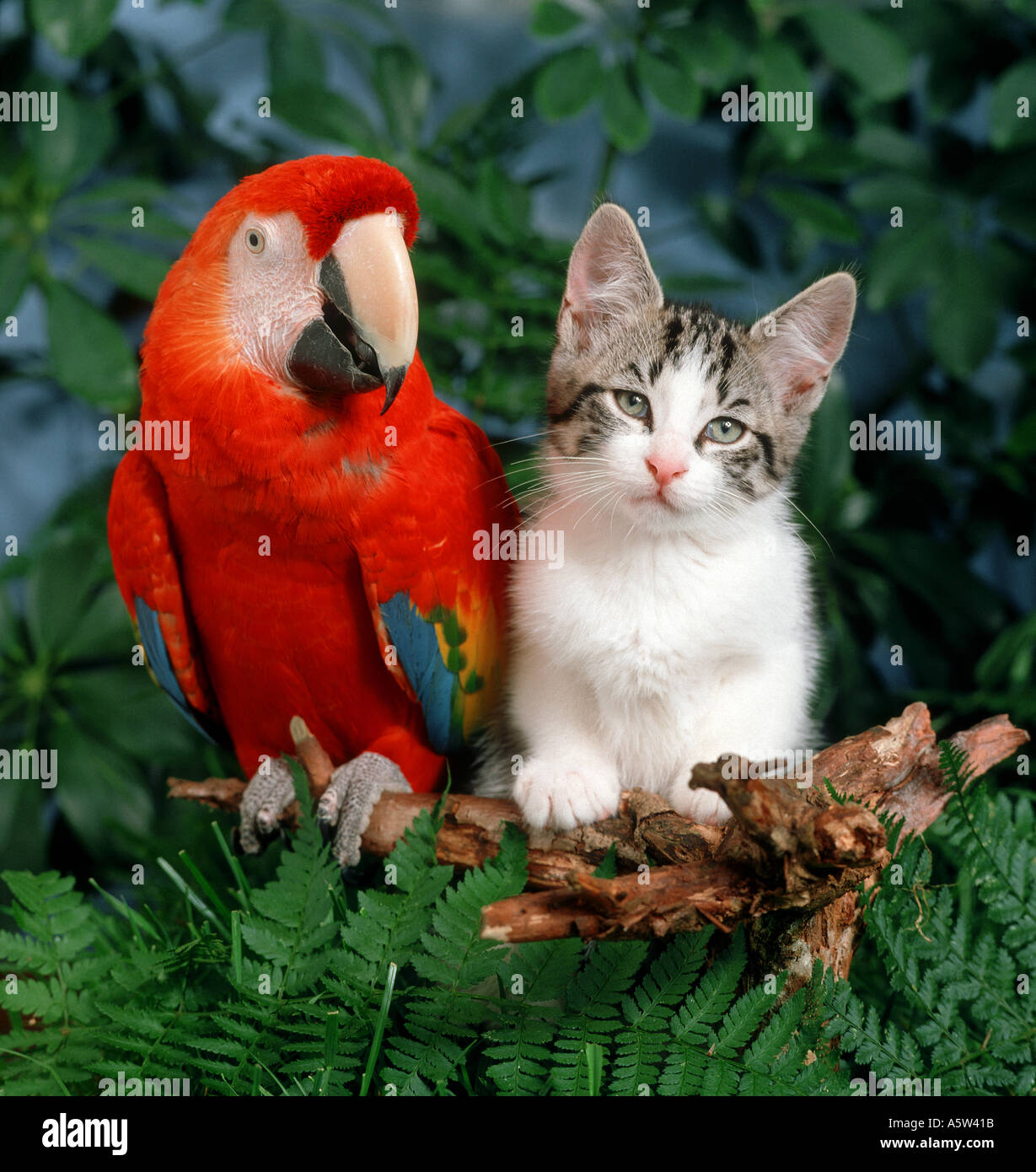 Parrots and sale cats