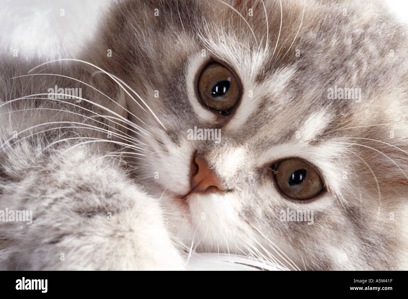 domestic cat - kitten - portrait Stock Photo