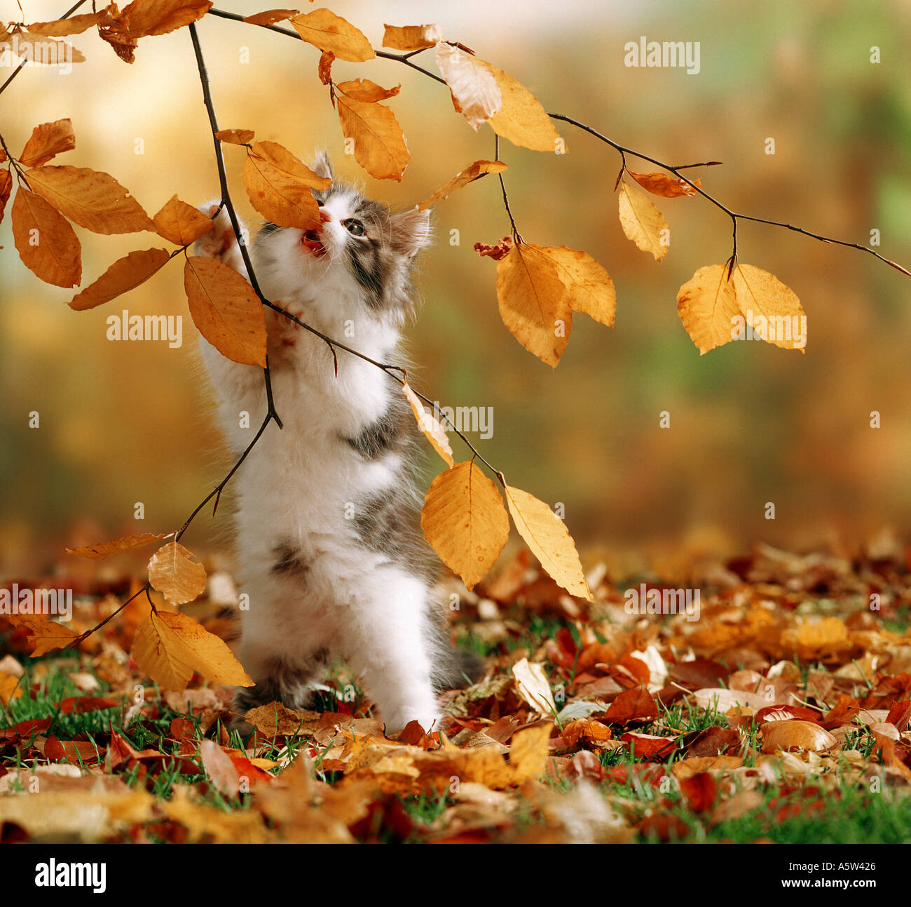 cat kitten in foliage Stock Photo