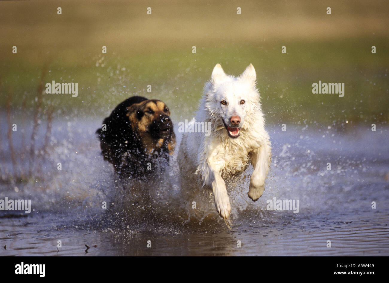 White Swiss Shepherd dog and half breed dog - running in water Stock Photo