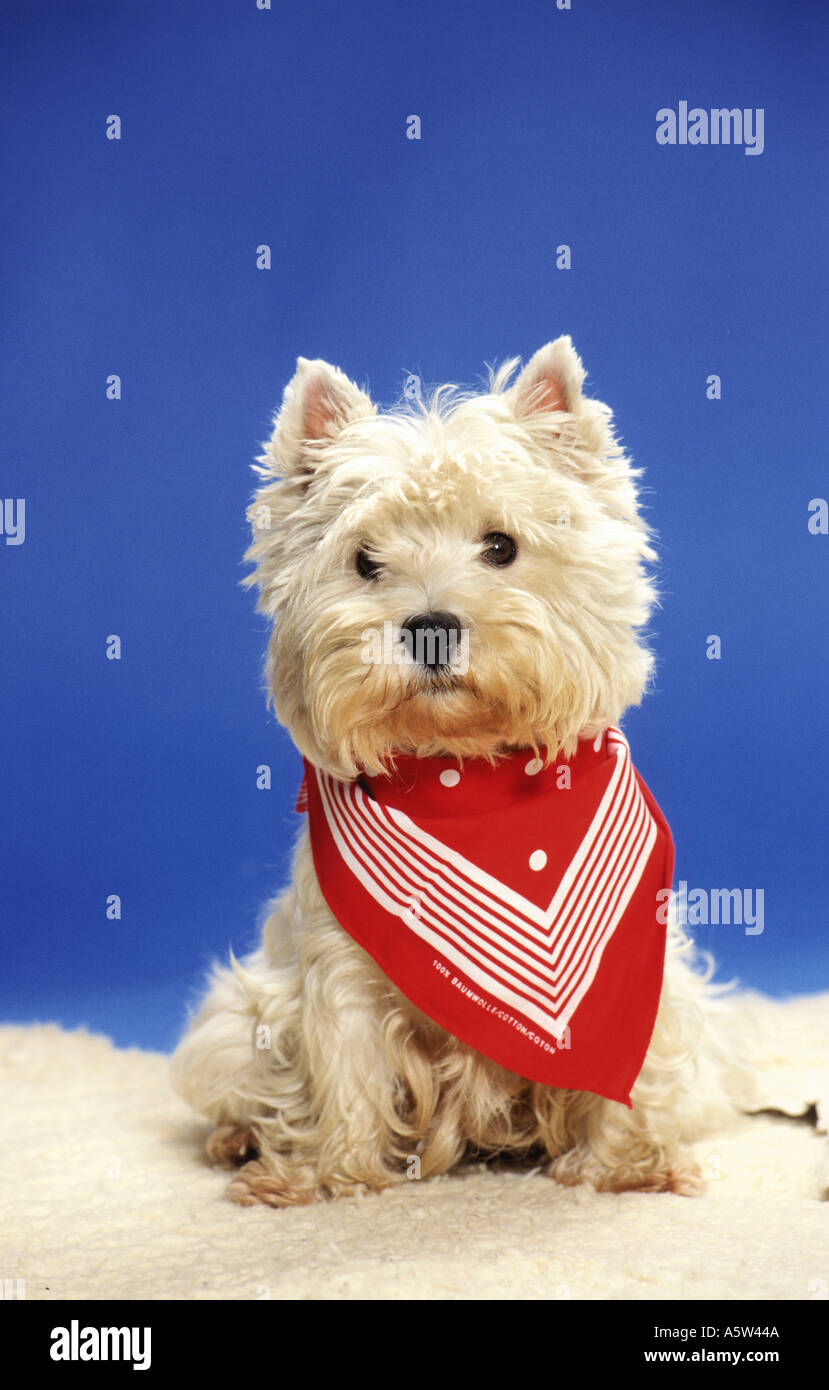 Westhighland White Terrier dog with red neckerchief Stock Photo