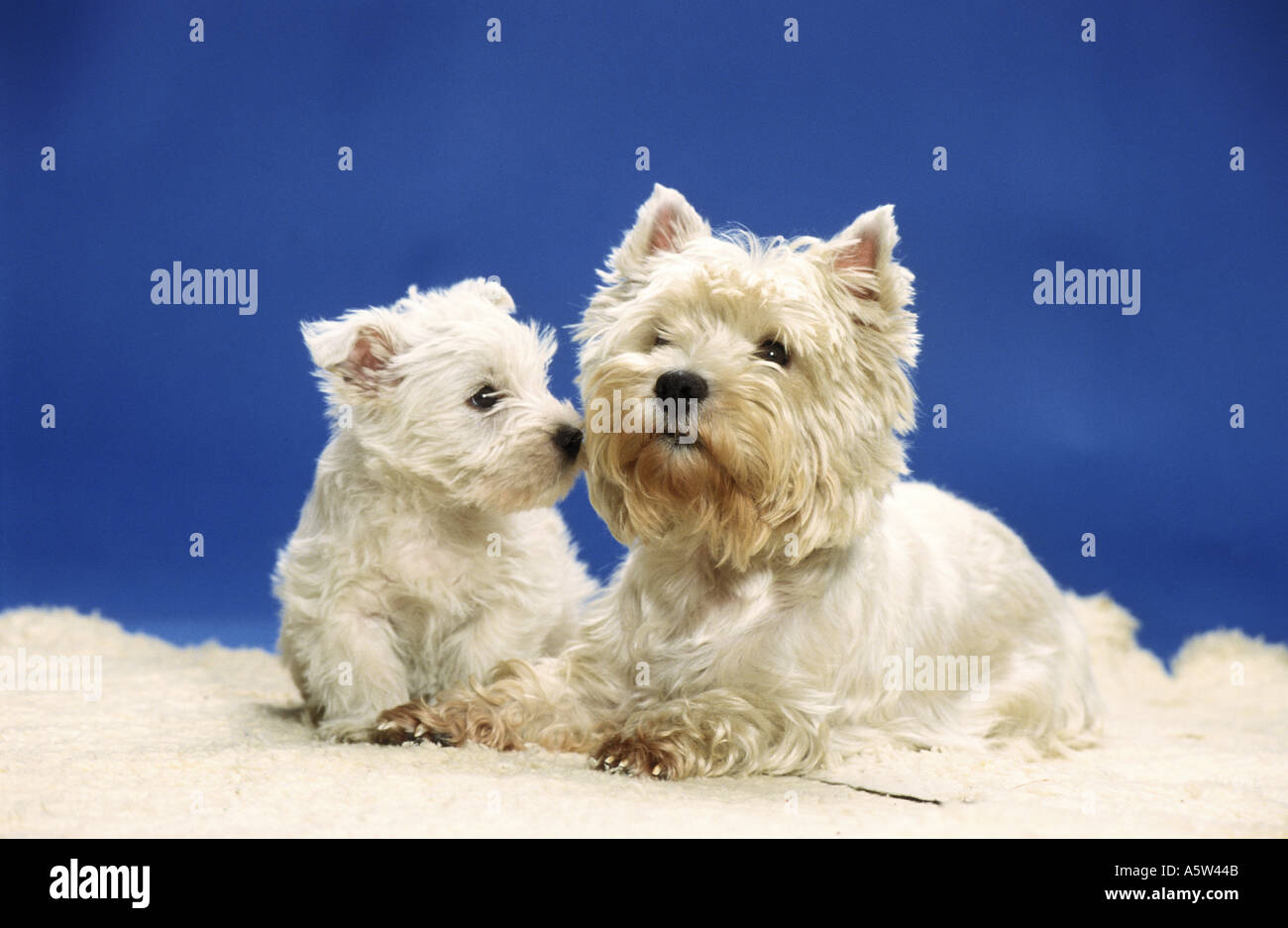 Westhighland white terrier westie cub hi-res stock photography and images -  Alamy