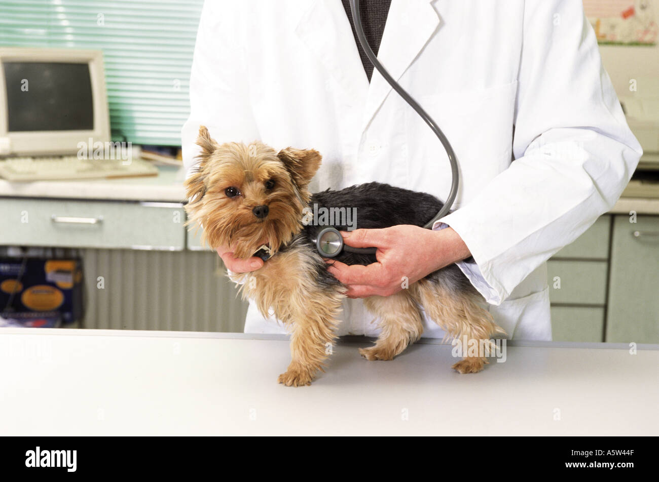 veterinary : Yorkshire Terrier dog being ascultated Stock Photo