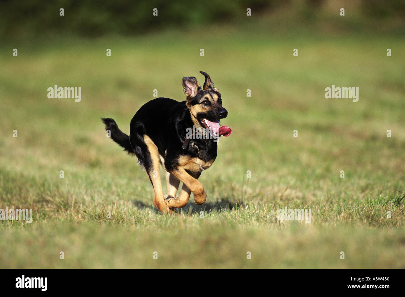half breed dog - running on meadow Stock Photo