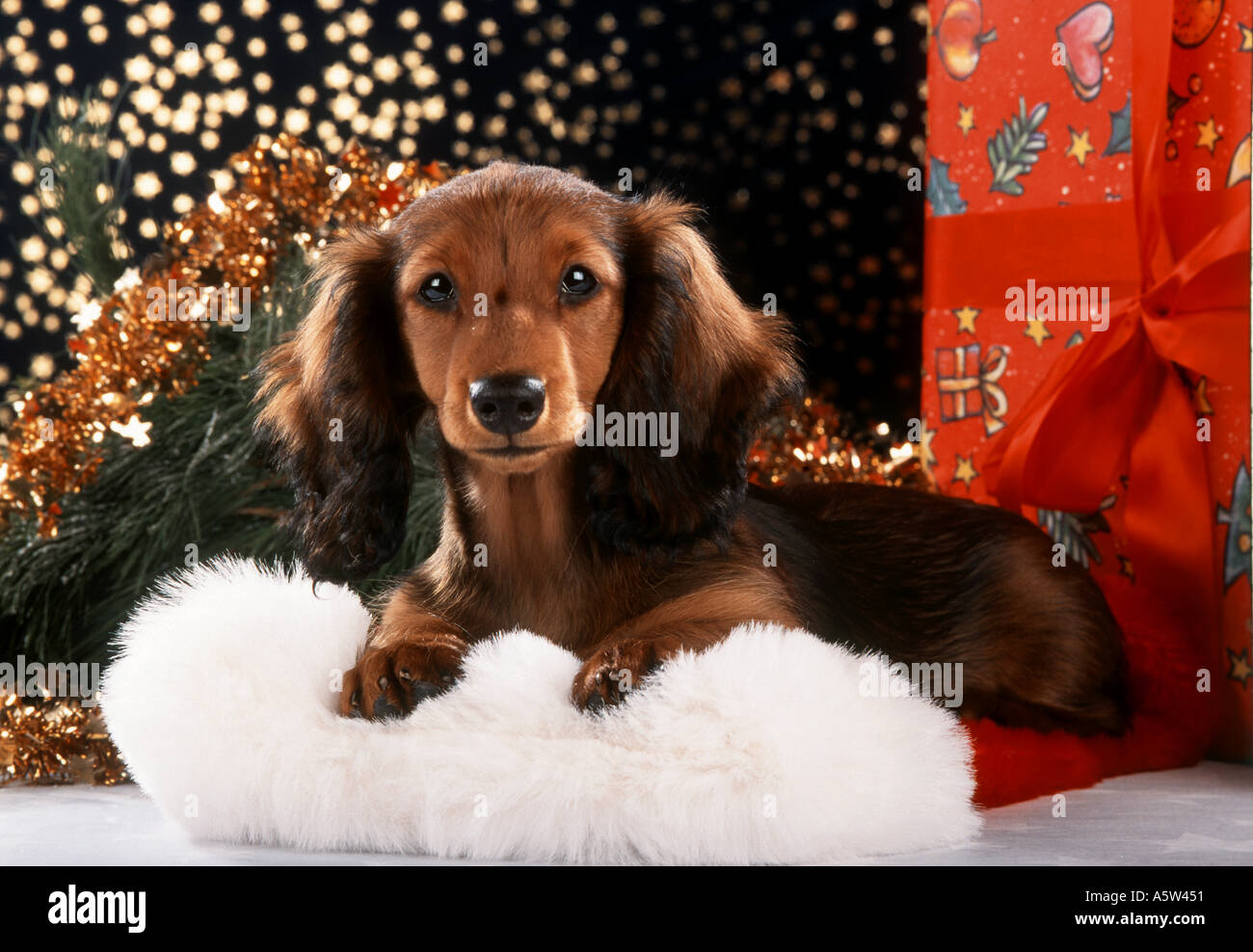 christmas : long-haired dachshund dog next to present Stock Photo