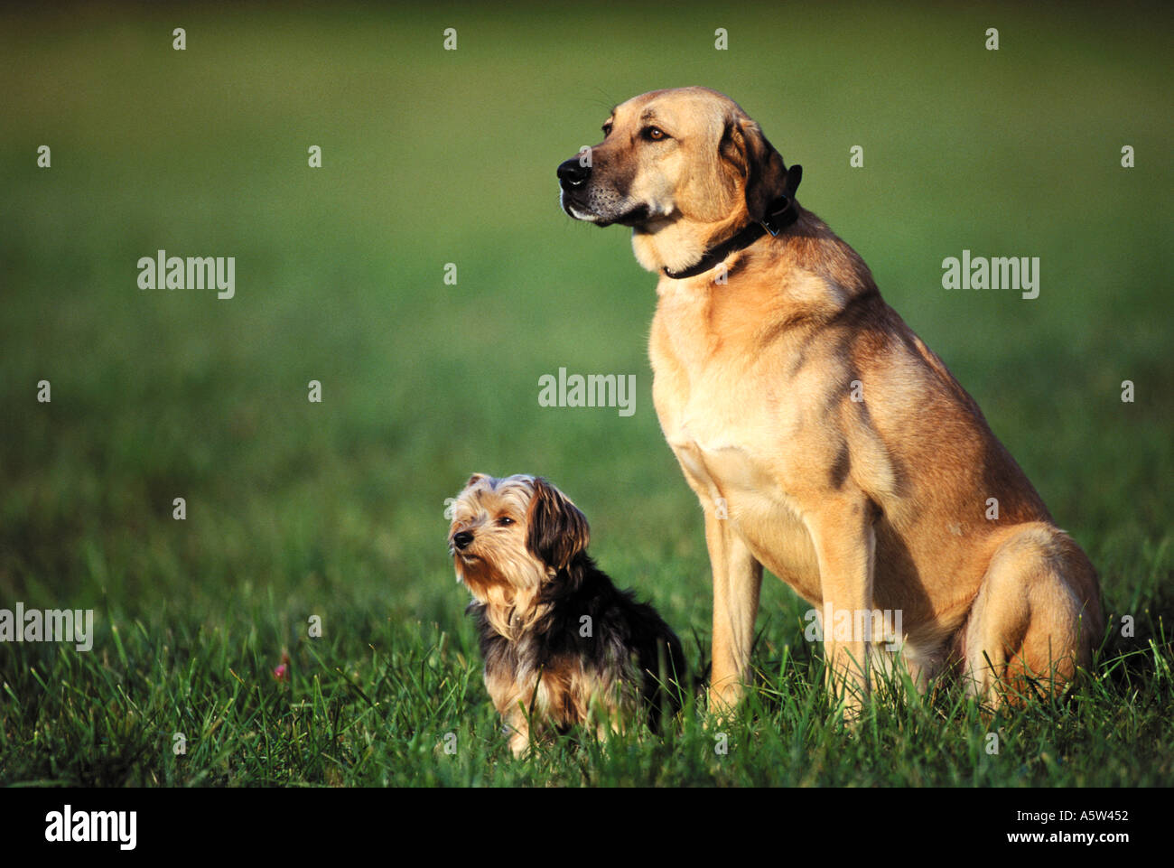 Yorkshire Terrier and Sivas Kangal Dog Stock Photo