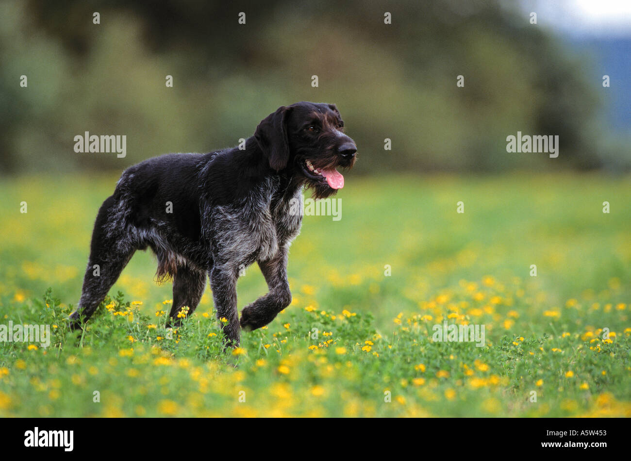 German Wirehaired Pointer walking on a meadow Stock Photo