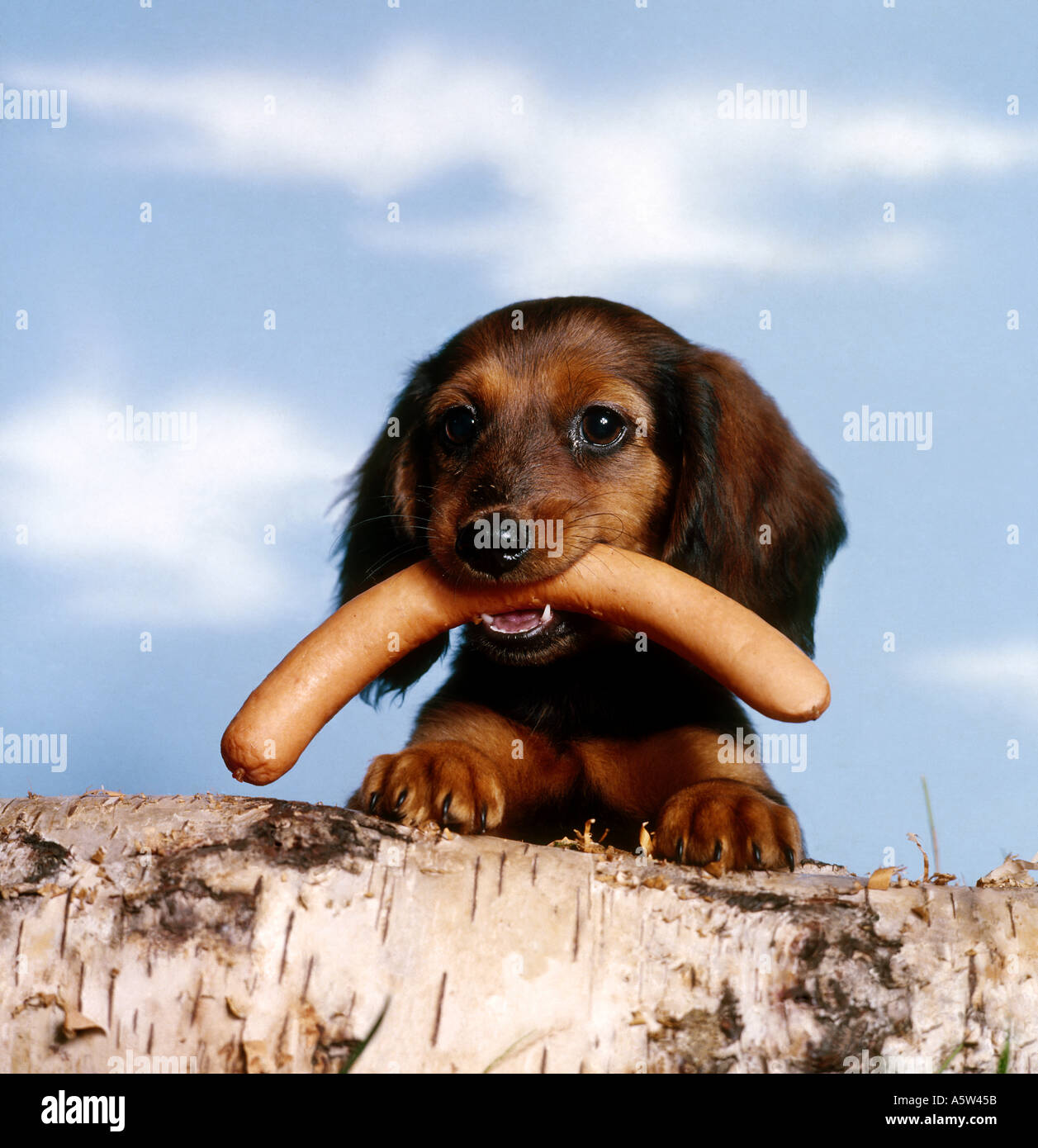 long-haired dachshund dog - puppy with sausage in its muzzle Stock Photo -  Alamy